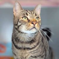 Photo of Loki