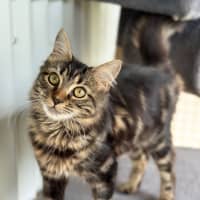 Photo of Fudge
