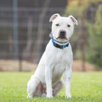 Photo of Wilbur (Soldier Boy)
