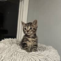 Photo of Toby (Was Starburst)