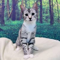 Photo of Fuji   Located In Endeavour Hills