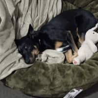 Photo of Molly 🥇 4yo Kelpie (On Hold)