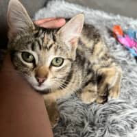Photo of Tinx ** 2nd Chance Cat Rescue**