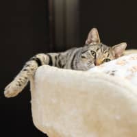 Photo of Tiggs