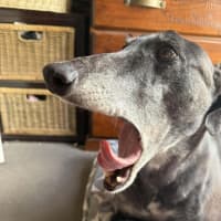 Photo of Juni