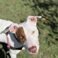 Photo of Bess