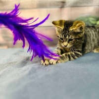 Photo of Atlas   Located In Preston 