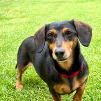 Photo of Sally   8 Year Old Dachshund