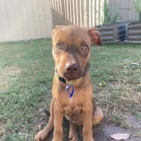 Photo of Ruby   11 Week Old Staffy X (On Trial)