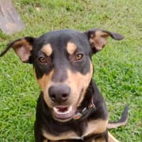 Photo of Whiskey