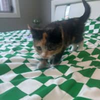 Photo of Mabel