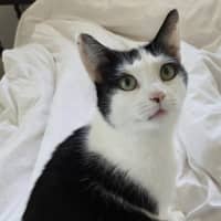 Photo of K   6 Year Old Domestic Short Hair