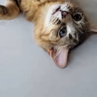 Photo of Skittles 