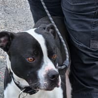 Photo of Banjo