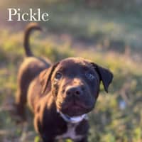 Photo of Pickle