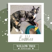 Photo of Bubbles