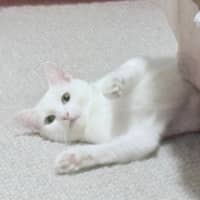 Photo of Peppermint 