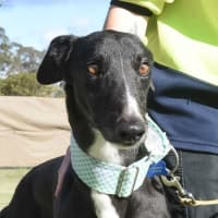 Photo of Frodo The Greyhound