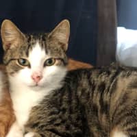 Photo of Soda