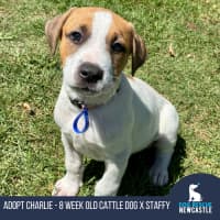 Photo of Charlie   8 Week Old Cattle Dog X 