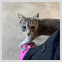 Photo of Juno