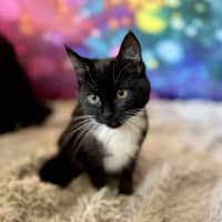 Photo of Violet   Located In East Brunswick 