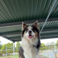 Photo of Toby