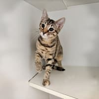 Photo of Chip