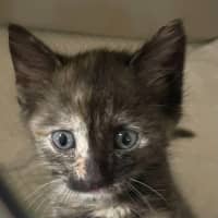 Photo of Paisley