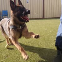 Photo of Indy