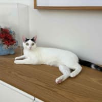 Photo of Lillie 🌷🌷🌷