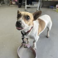 Photo of Patches