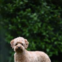 Photo of Crumpet