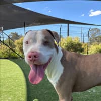 Photo of Ferb Imp 2120