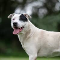 Photo of Pirate