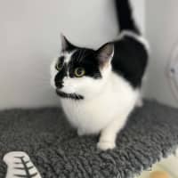 Photo of 🍙 Looshkin 6340 🍙