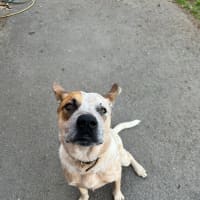 Photo of Nugget