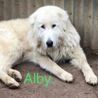 Photo of Alby