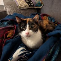 Photo of Petunia