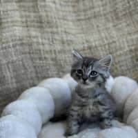 Photo of Asterix