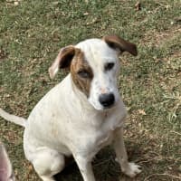 Photo of Thunder *$350 Adoption Fee* 