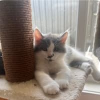 Photo of Mork And Mindy