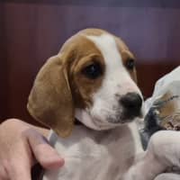 Photo of Boomer (Was Buddy)