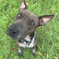 Photo of Luna