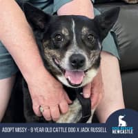 Photo of Missy 😍Blue Cattle X Jrt (On Trial 21/10/24)