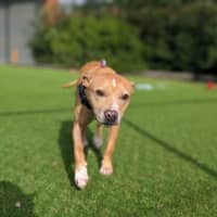 Photo of Lulu