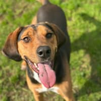 Photo of Boxer