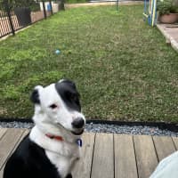 Photo of Juniper   3 Year Old Border Collie X (Trial)