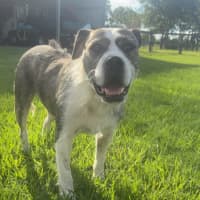 Photo of Lucy *$350 Adoption Fee*