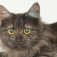 Photo of Kit Kat